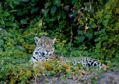CAMINHANDO COM ONÇAS